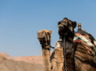 two camels in the desert with mountains as background