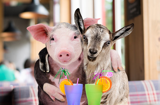 Pig and goat hugging while sitting in a cafe with cocktails