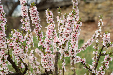White and pink flowers on the branches of nanking cherry