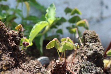 natureza 