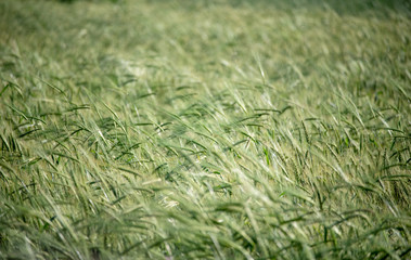 green hay field