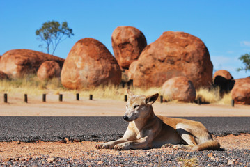 Dingo dans l'outback australien © Tifaine