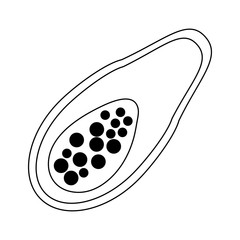Papaya fruit healthy food isolated black and white