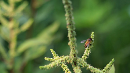 Bee collect the sweet nectar from Slender amaranth flowers.