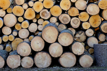 A pile of spruce and birch timber after logging