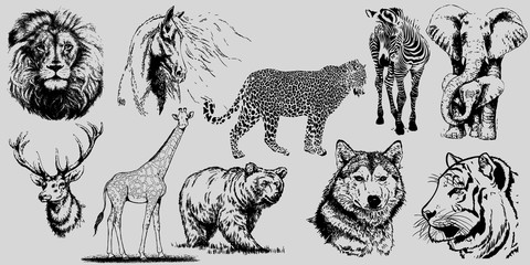 set of wild animals. vector hand drawn illustrations on transparent background
