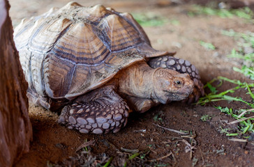The turtle is a herbivorous animal and is the longest animal in the world.