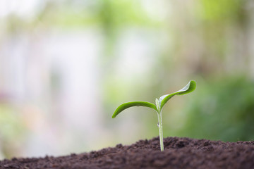 Young green plant with dew growing