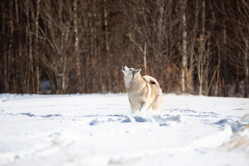 Beautiful and cute siberian husky dog standing and howling in the snow field in winter on forest background