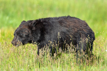 Cinnamon Bear to Black