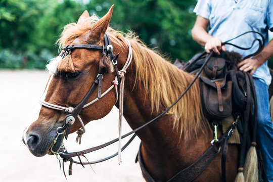 CHEVAL 
