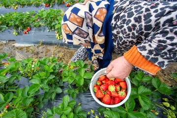 Emiralem / Izmir / Turkey, April 12, 2019, Emiralem strawberry fields, agricultural worker working in the field