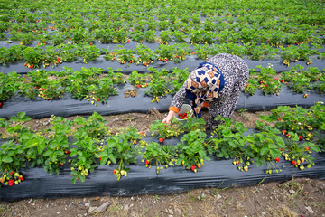 Emiralem / Izmir / Turkey, April 12, 2019, Emiralem strawberry fields, agricultural worker working in the field