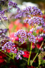 purple flowers in the garden