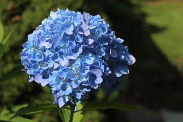 Hydrangea