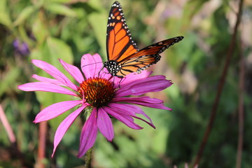 Butterfly on Echinechea