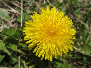 L&ouml;wenzahn Nahaufnahme