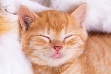 Pet animal; cute kitten baby cat indoor.