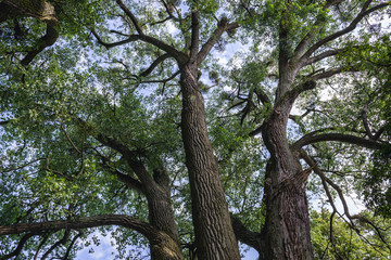 Fototapeta na wymiar Old branchy trees in Zabrowo, small village near ilawa town in Poland