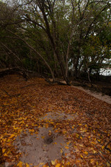 fall foliage around a crab pit in the dense undergrowth, Curieuse Island, Seychelles