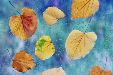 Fototapeta na wymiar Autumn rainy day. Yellow leaves on a window pane