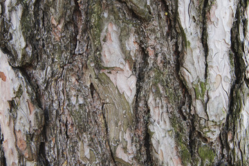 Pine tree bark texture closeup