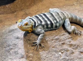 Blauer-Felsenleguan