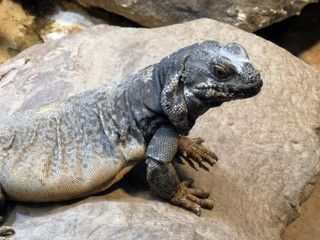 Chuckwalla