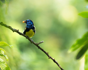A Turquoise Tanager feeding on berries in the rainforest.