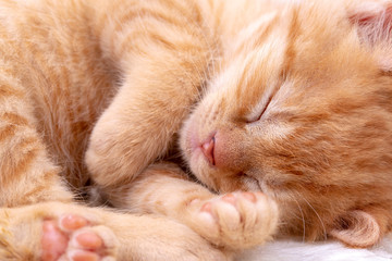 Fototapeta na wymiar Pet animal; cute kitten baby cat indoor.