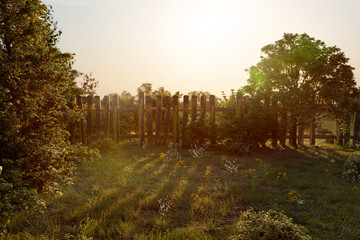 Ungeplegter Garten