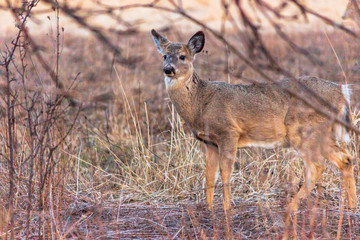 Deer Photo #1