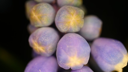 Blooming Muscari in the Garden