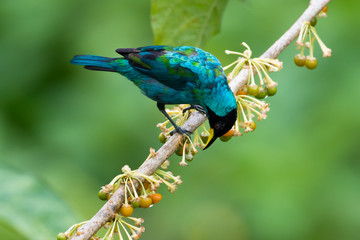 A juvenile Green Honeycreeper eating berries from the wild Tobacco Tree.