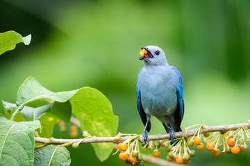 A Blue-gray Tanager, Thraupis episcopus, eating a Tobacco berry from the wild Tobacco tree in the rainforest of Trinidad