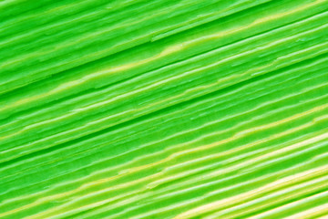Abstract colored background in green tones. Background of smooth green stripes.