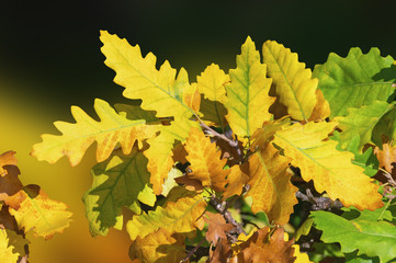 Autumn. Oak branch with yellow leaves in forest on sunny day