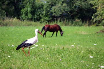 Obraz na płótnie Canvas A stork and a horse. Village in a Baltic state. Daylight. Summer photography.