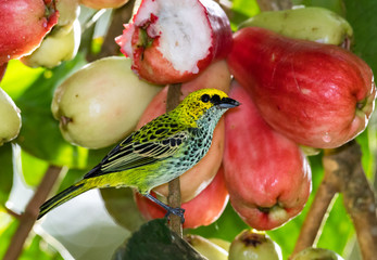 A Speckled Tanager eating the fruit of the Pomerac tree.