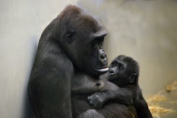 Fototapeta premium Westlicher Flachlandgorilla mit Baby