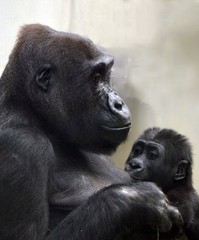 Westlicher Flachlandgorilla mit Baby