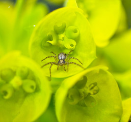 spider on a spring flower close up