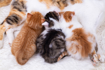 Pet animal; cute kitten baby cat and mother cat