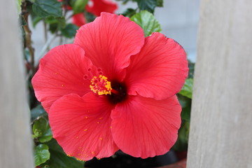 Hibiscus 