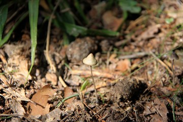 Mushroom in the forest in Norway