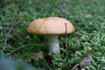 Mushroom in the forest in Norway