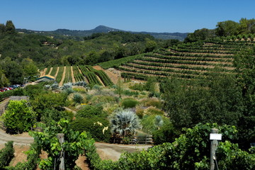 Fototapeta na wymiar vineyard in Glen Ellen California USA