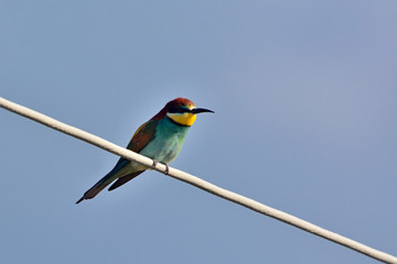 European bee-eater (Merops apiaster), Greece