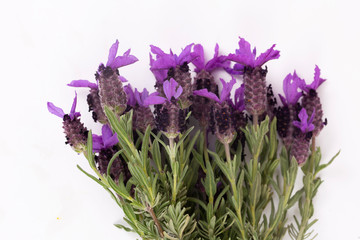 Fototapeta premium Lavandula Stoechas (French lavender; Spanish Lavender; Topped Lavender); isolated on white