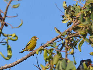 European Greenfinch (Chloris chloris), Greece